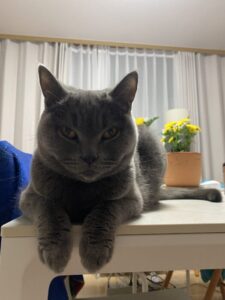 cat drinking too much water