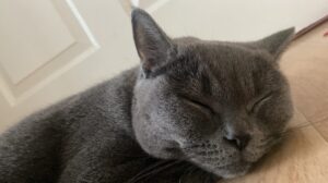 how to tell if your cat is dehydrated