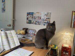 indoor vs outdoor cats