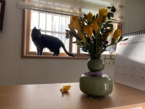 houseplants for homes with cats