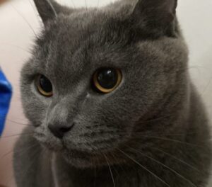 do cats get seasonal allergies
