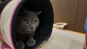 how to travel with a cat