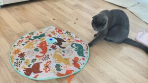 how to build a cat-friendly home