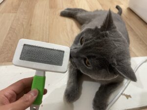 best cat brushes