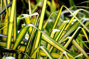 spiderplants