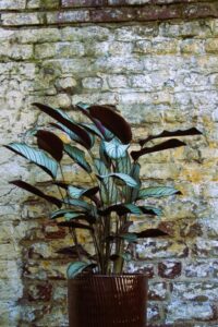 Calathea
