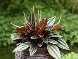 Peperomia