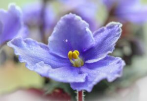 african-violet