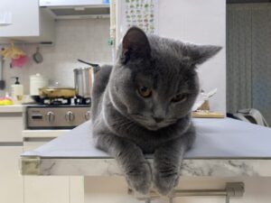 which diet is best for your cat