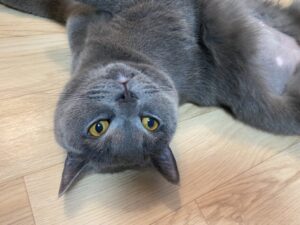 give a cat a pill or liquid medicine