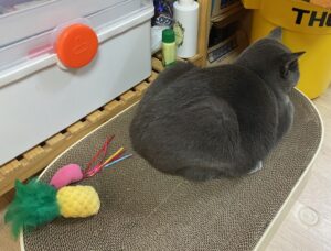 can cats get depressed