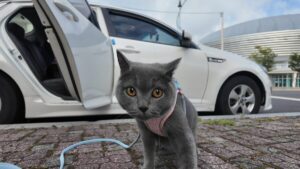 harness and leash training your indoor cat