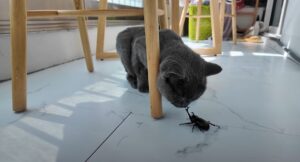 flea tick worm prevention for indoor cats