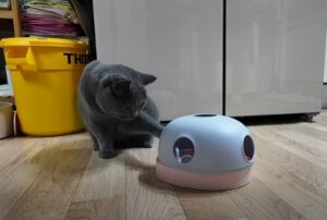 diy puzzle feeders for cats