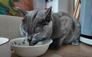 cat diabetes
